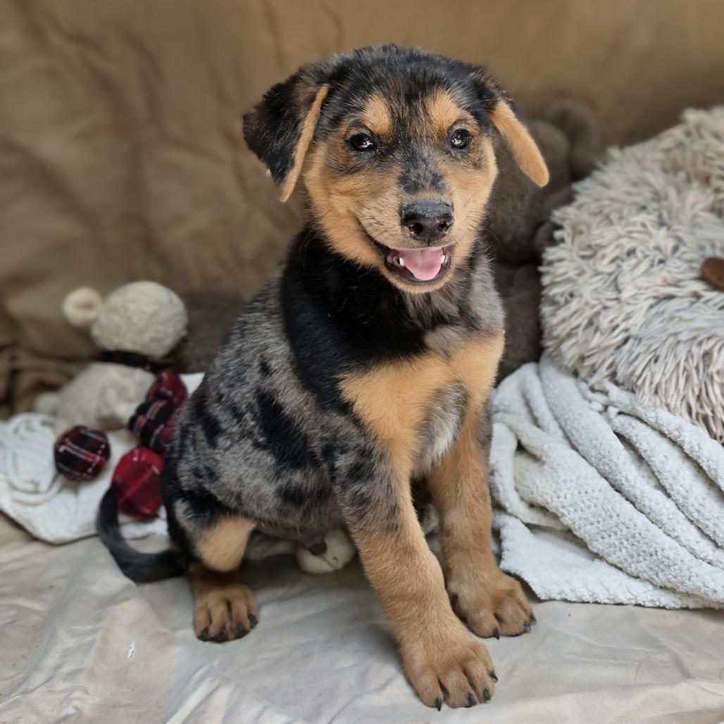 Chase2, a Adoptable mixed breed in White Sulphur Springs, WV image 1/5