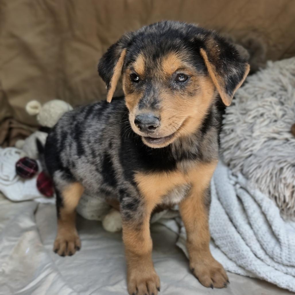 Chase2, a Adoptable mixed breed in White Sulphur Springs, WV image 2/5