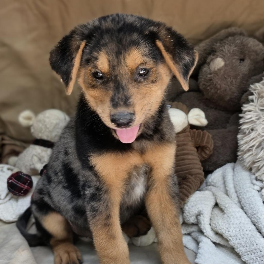 Chase2, a Adoptable mixed breed in White Sulphur Springs, WV image 3/5