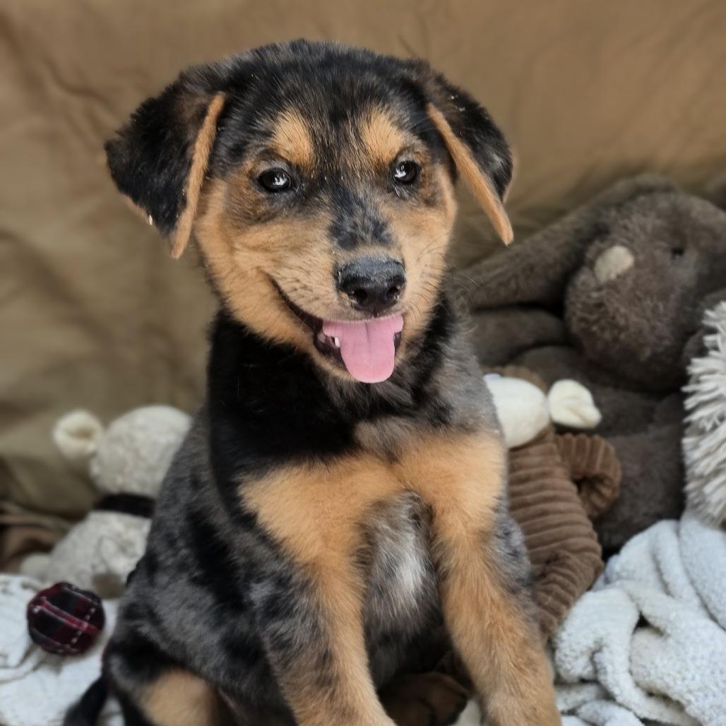 Chase2, a Adoptable mixed breed in White Sulphur Springs, WV image 4/5