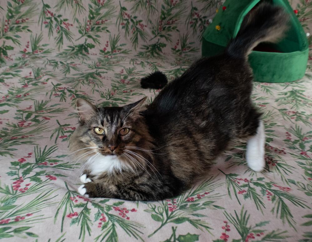 Enlarge Catelyn, a Adoptable mixed breed in Richardson, TX image 1/1