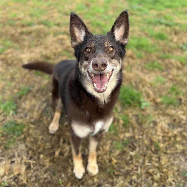 DRAKO, Adoptable, Adult Male German Shepherd Dog.