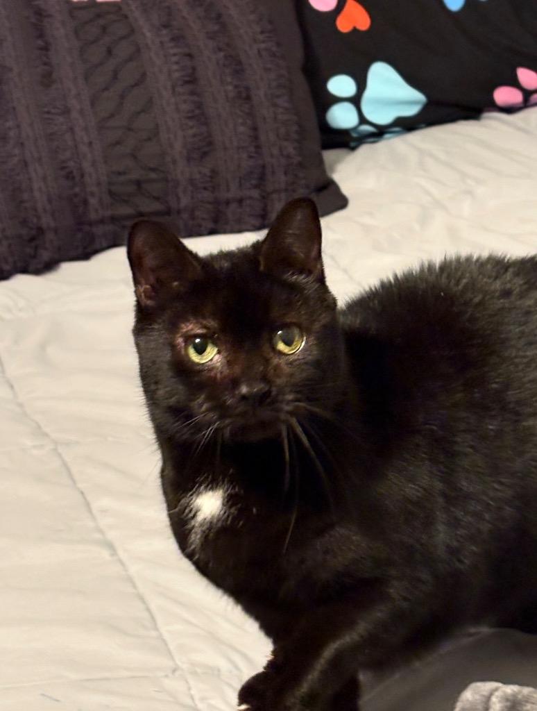 Princess Cocoa, Adoptable, Adult Female Domestic Short Hair.