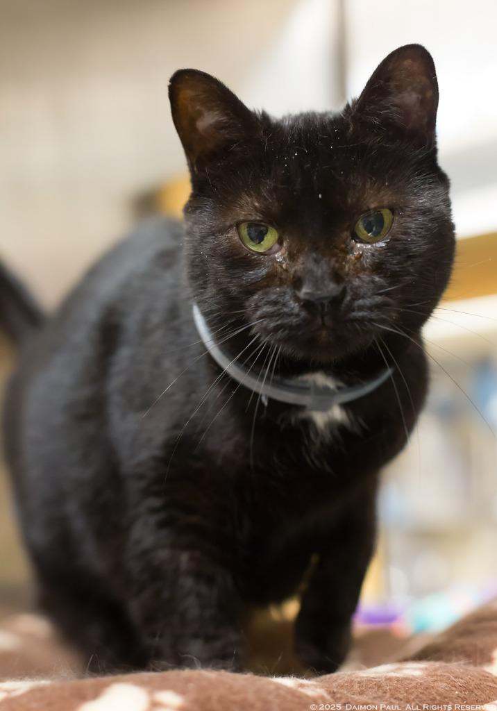 Enlarge Princess Cocoa, a Adoptable mixed breed in Camp Hill, PA image 1/1