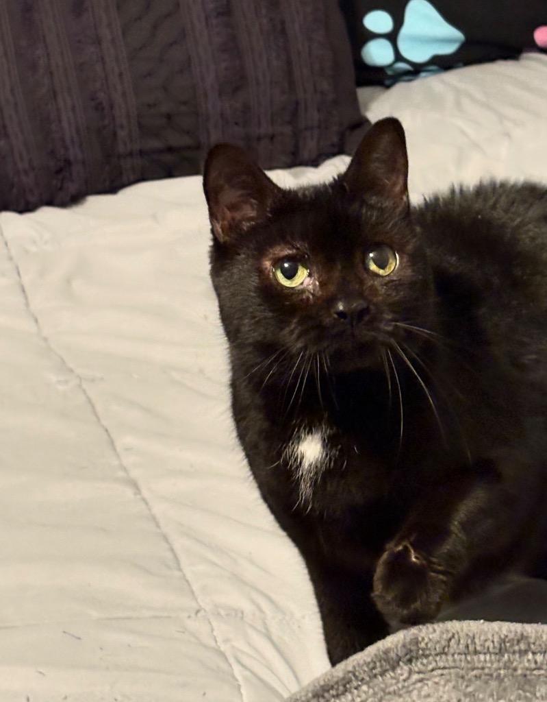 Enlarge Princess Cocoa, a Adoptable mixed breed in Camp Hill, PA image 3/4