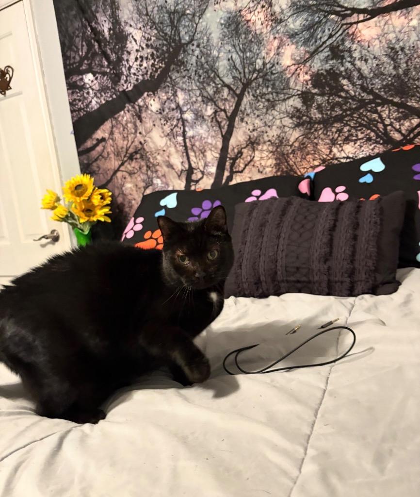 Enlarge Princess Cocoa, a Adoptable mixed breed in Camp Hill, PA image 4/4