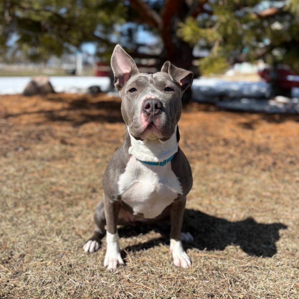 Enlarge Miss Dior, a Adoptable mixed breed in Fargo, ND image 1/6