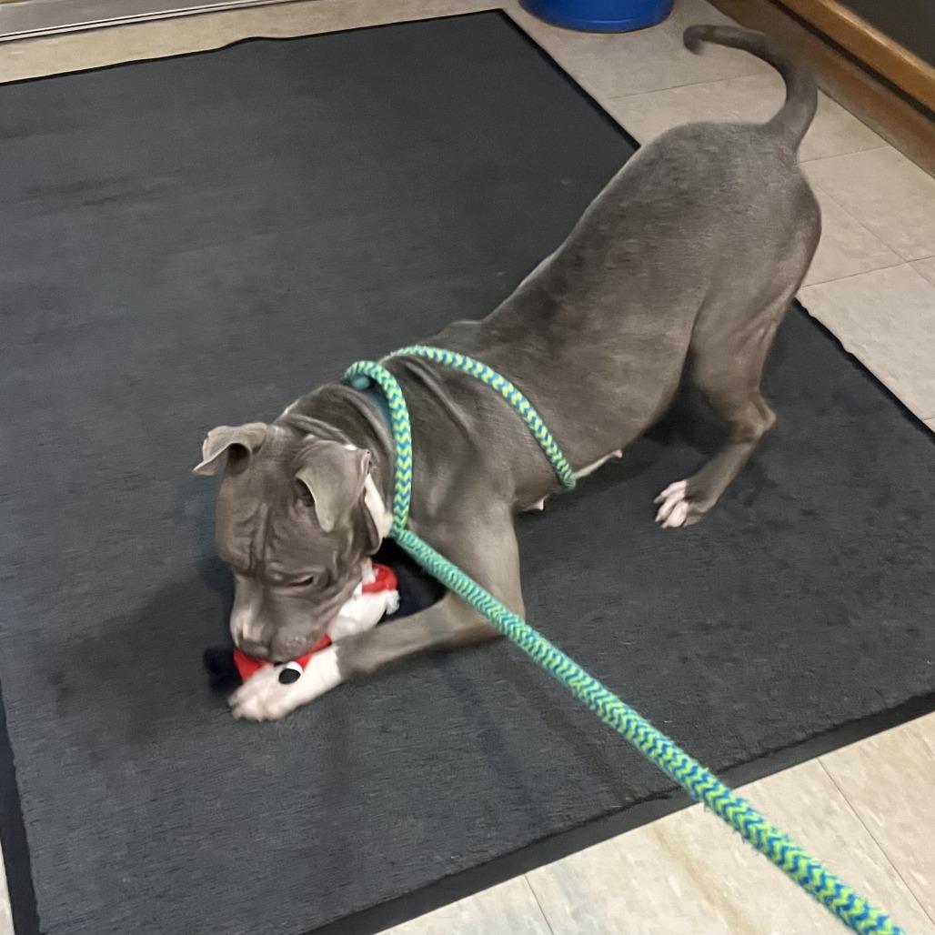 Enlarge Miss Dior, a Adoptable mixed breed in Fargo, ND image 1/6