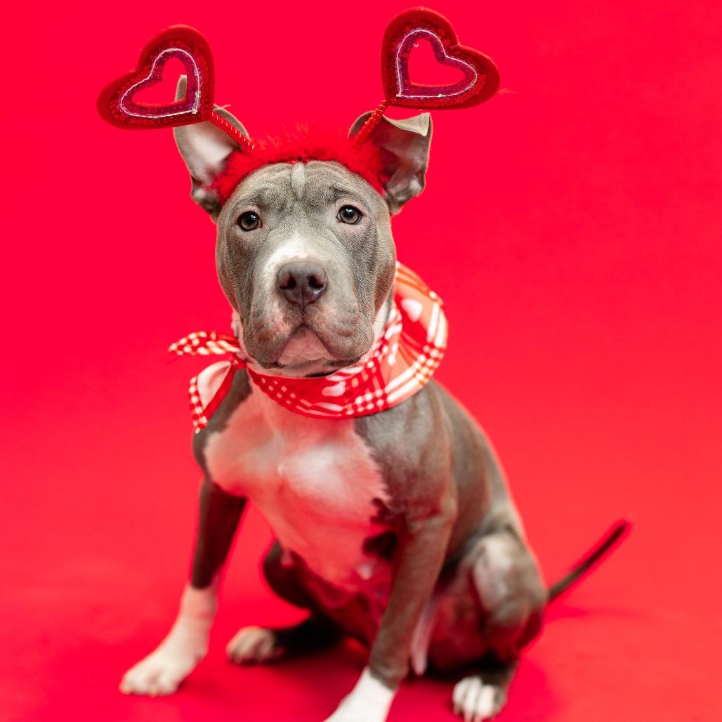 Enlarge Miss Dior, a Adoptable mixed breed in Fargo, ND image 2/6