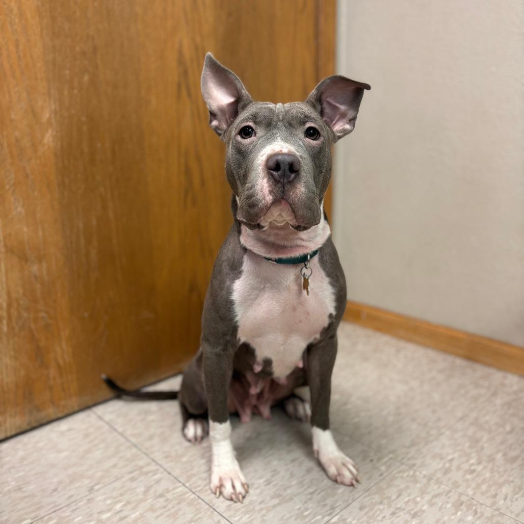 Enlarge Miss Dior, a Adoptable mixed breed in Fargo, ND image 3/6