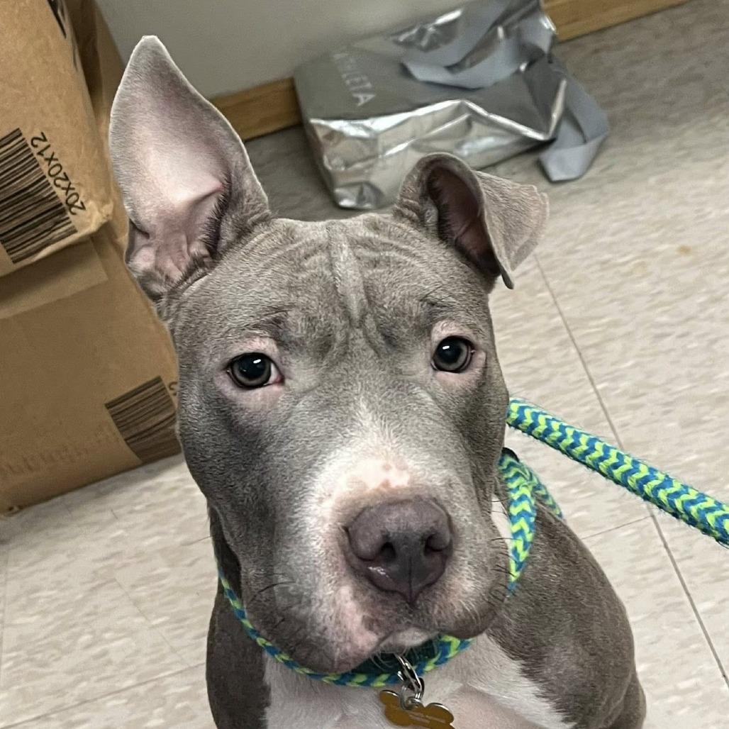 Enlarge Miss Dior, a Adoptable mixed breed in Fargo, ND image 4/6