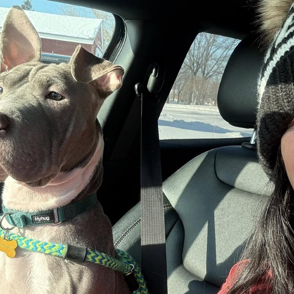 Enlarge Miss Dior, a Adoptable mixed breed in Fargo, ND image 6/6