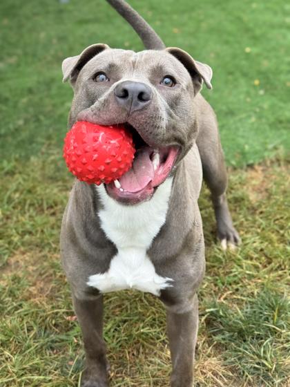 Brutus — thumbnail 2