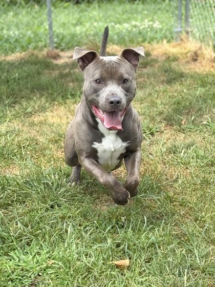 Brutus — thumbnail 4