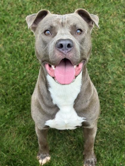 Brutus — thumbnail 5