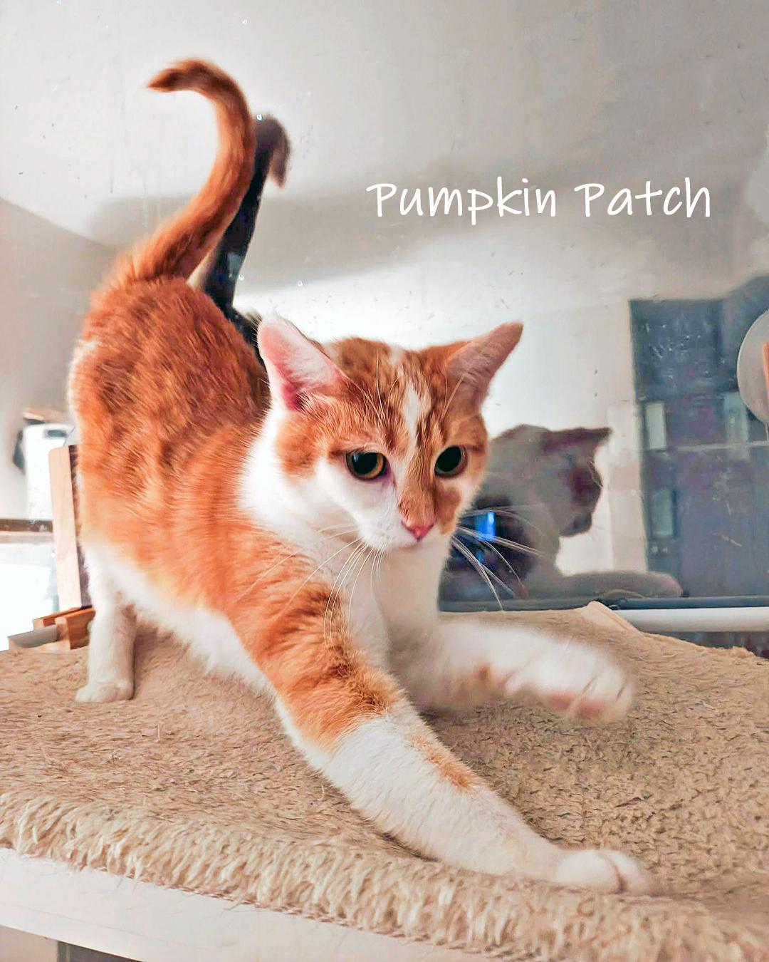 Pumpkin Patch, adopted, Young Female Domestic Short Hair.