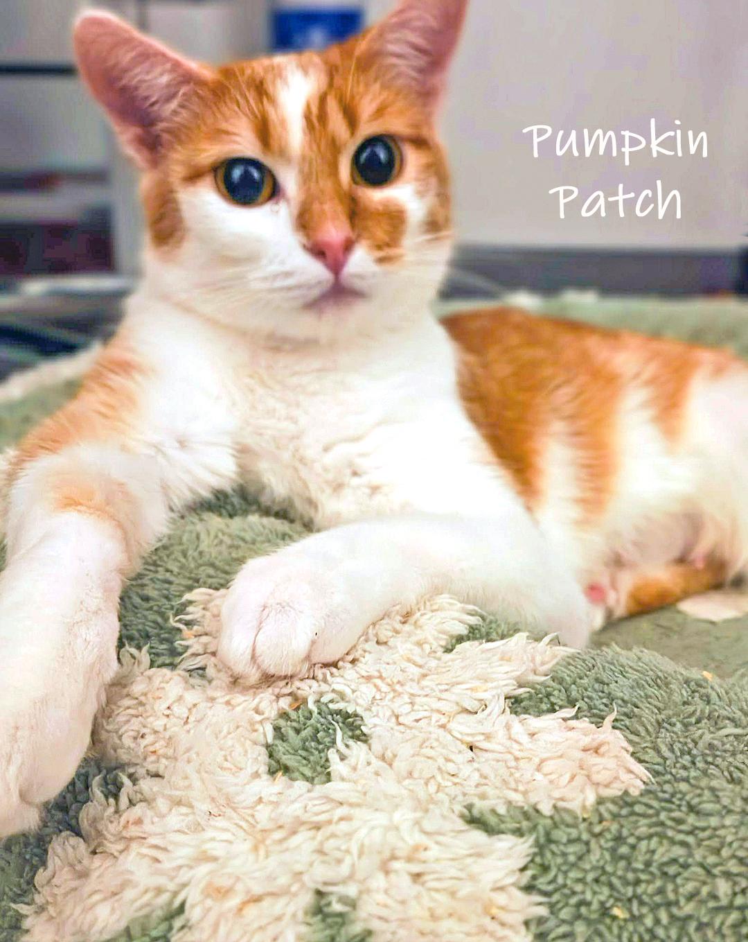 Enlarge Pumpkin Patch, an adopted Domestic Short Hair in Chicago, IL image 3/3
