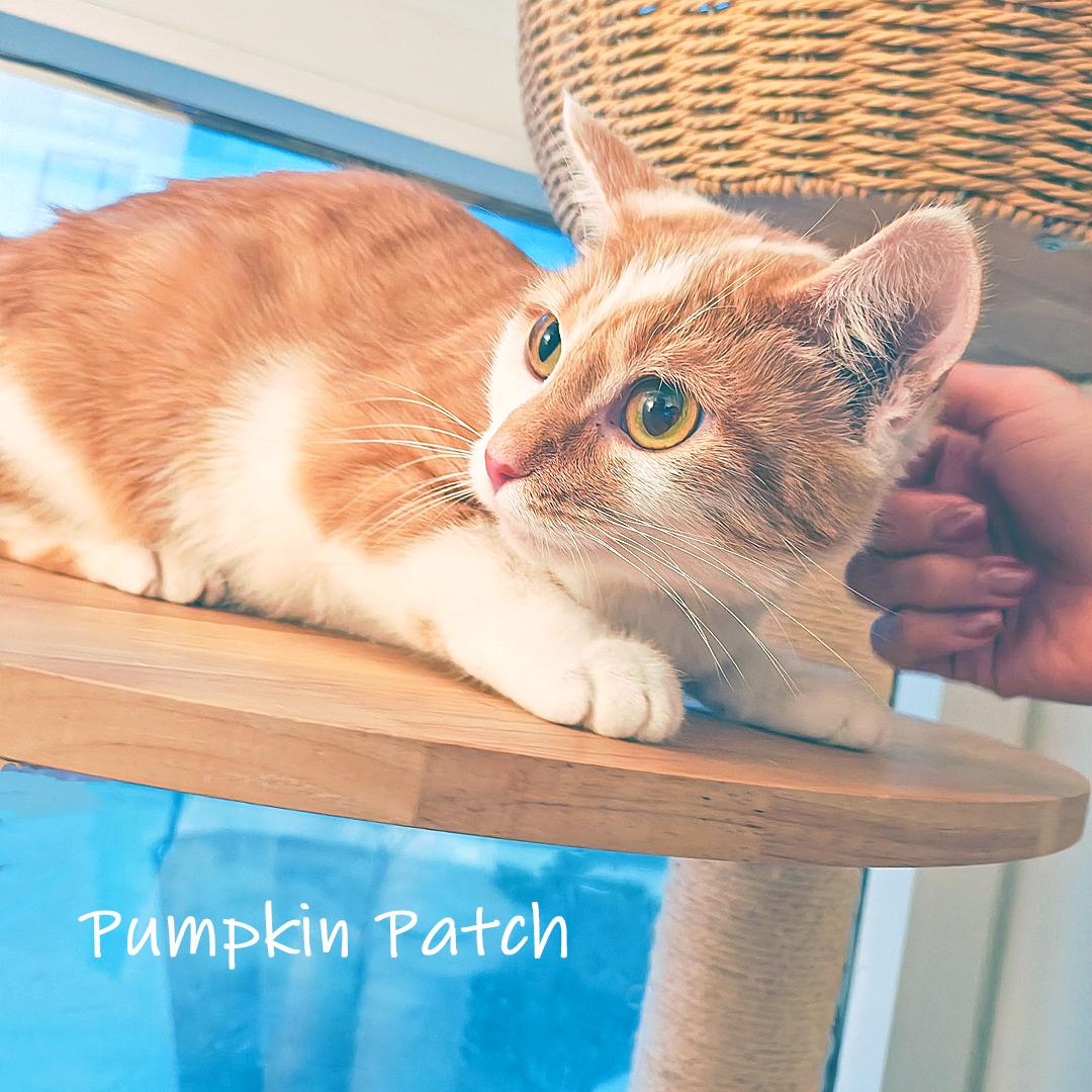 Enlarge Pumpkin Patch, an adopted Domestic Short Hair in Chicago, IL image 2/3
