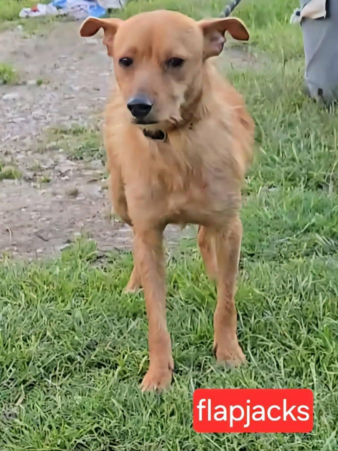 Flapjacks, adopted, Young Male Wirehaired Terrier.