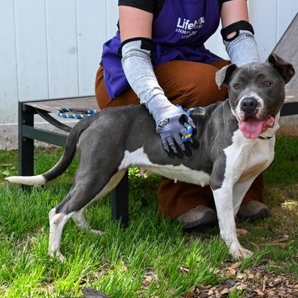 Renita, Adoptable, Adult Female Mixed Breed & Mixed Breed.