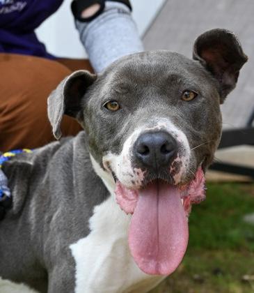 Renita, a Adoptable Mixed Breed in Chamblee, GA image 2/3