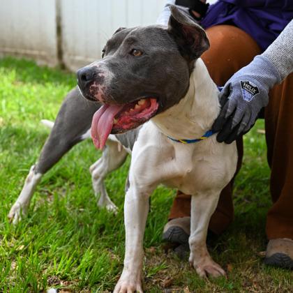 Renita, a Adoptable Mixed Breed in Chamblee, GA image 3/3
