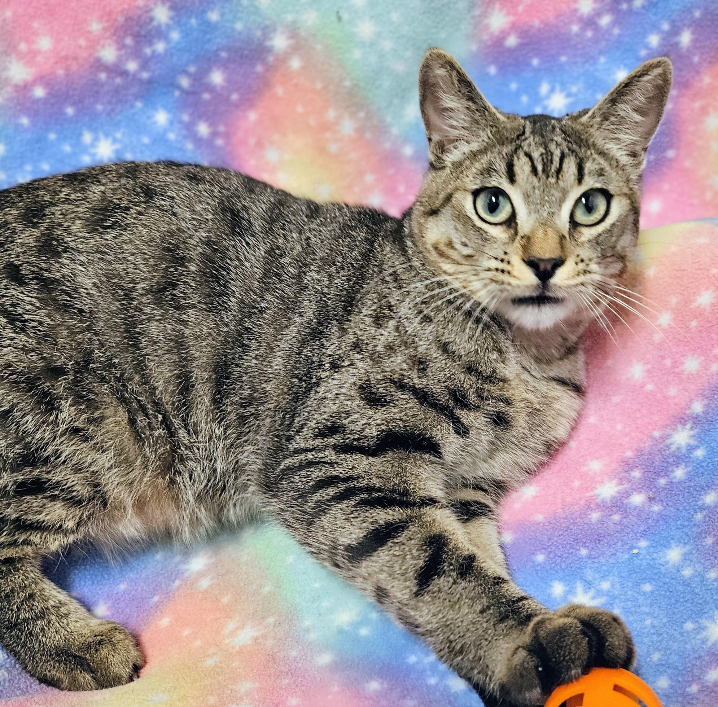 Enlarge Oscar - Rancho Cucamonga PetSmart, a ADOPTABLE Domestic Short Hair in Rancho Cucamonga, CA image 3/5