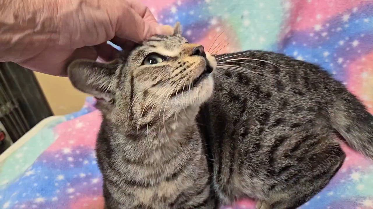 Enlarge Oscar - Rancho Cucamonga PetSmart, a ADOPTABLE Domestic Short Hair in Rancho Cucamonga, CA video 4/5