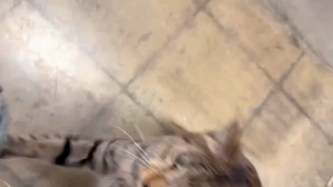Enlarge Oscar - Rancho Cucamonga PetSmart, a ADOPTABLE Domestic Short Hair in Rancho Cucamonga, CA video 5/5