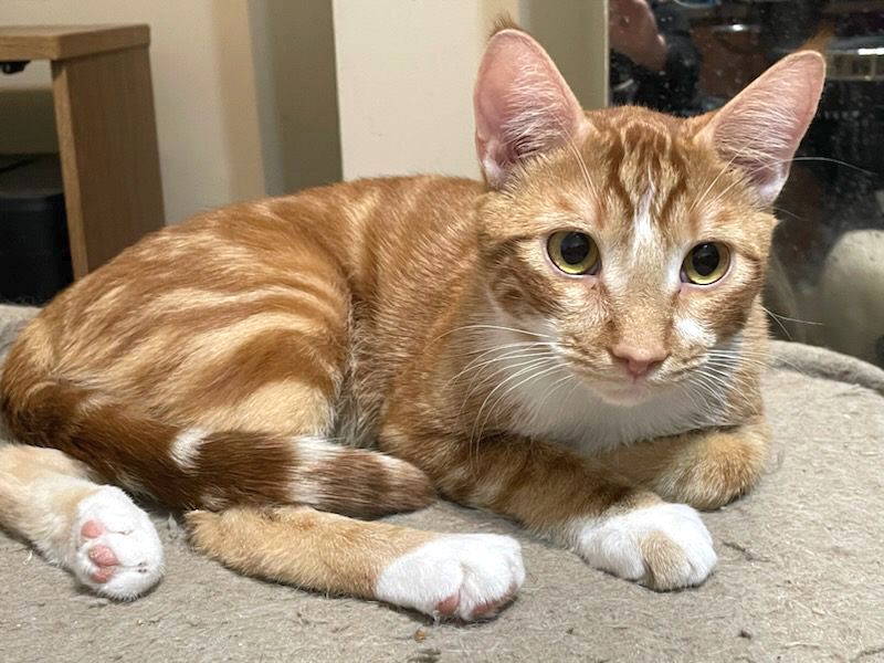 Brazil, Adoptable, Adult Male Domestic Short Hair & Tabby.