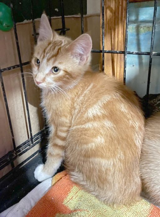 Brazil, a Adoptable mixed breed in Lethbridge, AB image 2/4