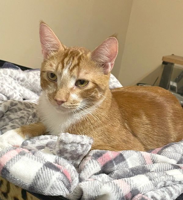 Brazil, a Adoptable mixed breed in Lethbridge, AB image 3/4