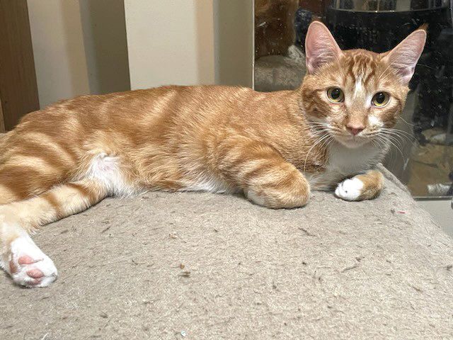 Brazil, a Adoptable mixed breed in Lethbridge, AB image 4/4