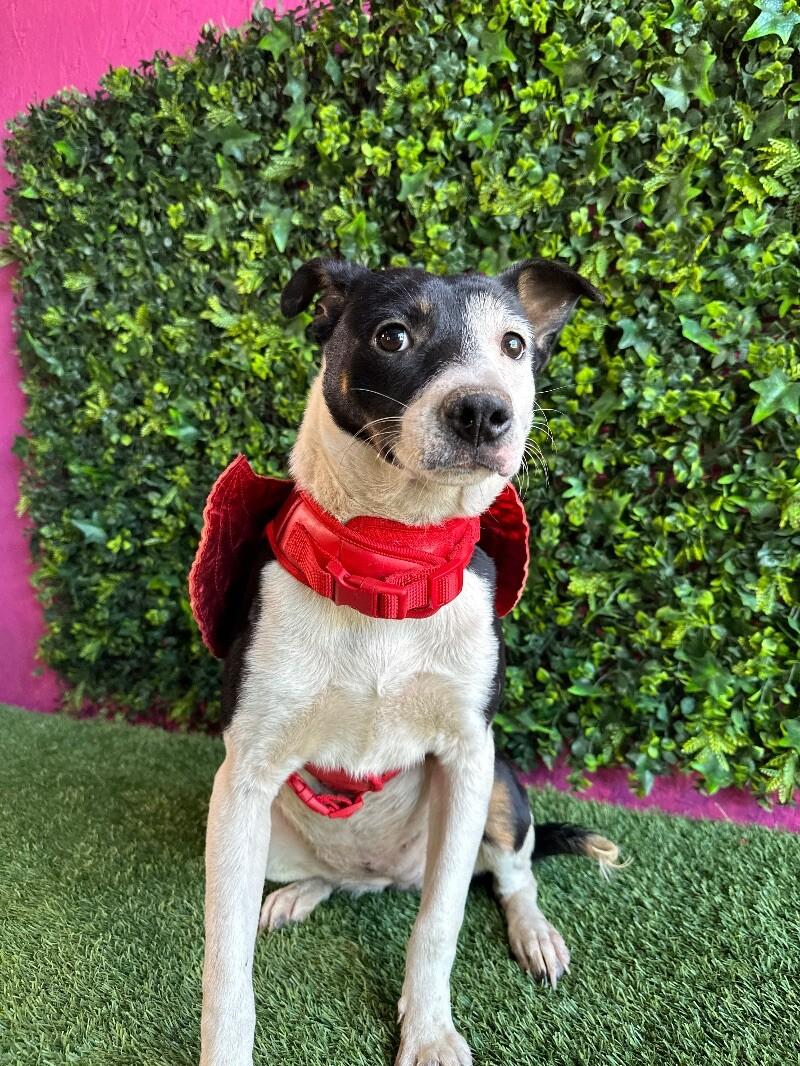 Patty, adopted, Young Female Rat Terrier & Canaan Dog.