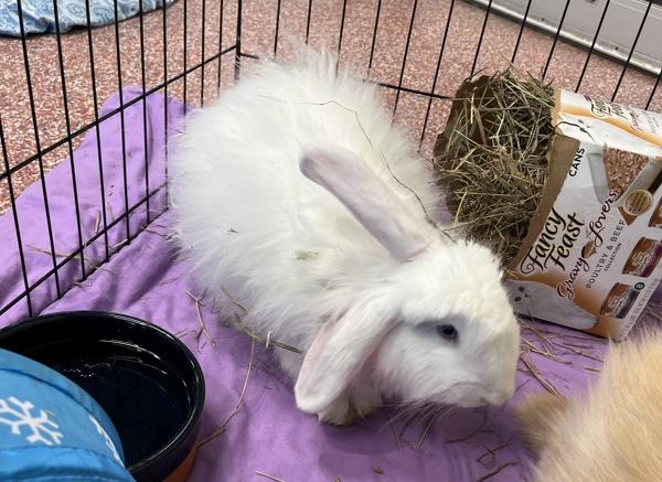 Flopsy (companion To Sarah), Adoptable, Young Male Angora Rabbit.
