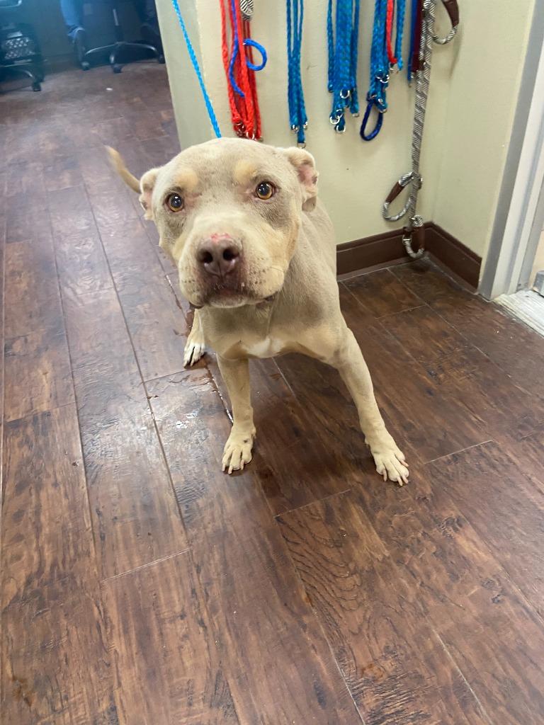 Enlarge Dog Kennel #13 Keno, a Adoptable mixed breed in Greenville, TX image 2/3