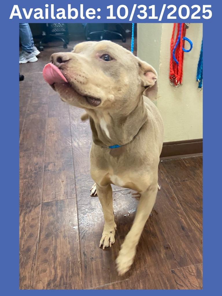 Enlarge Dog Kennel #13 Keno, a Adoptable mixed breed in Greenville, TX image 2/3