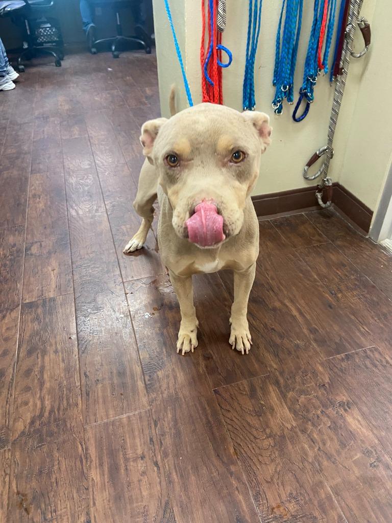 Enlarge Dog Kennel #13 Keno, a Adoptable mixed breed in Greenville, TX image 3/3