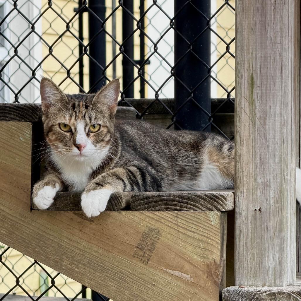 Muenster, Adoptable, Young Female Domestic Short Hair.