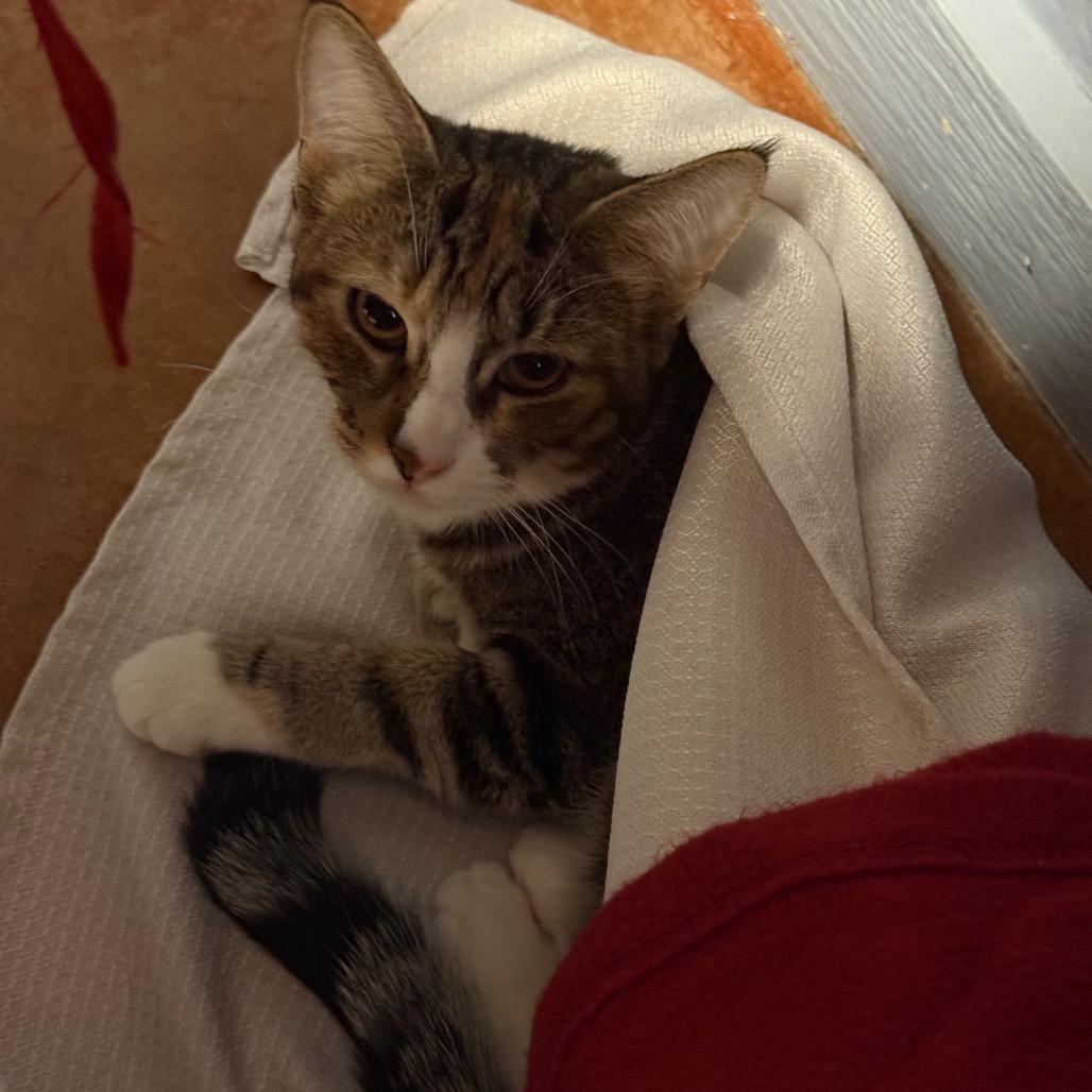 Muenster, Adoptable, Young Female Domestic Short Hair.