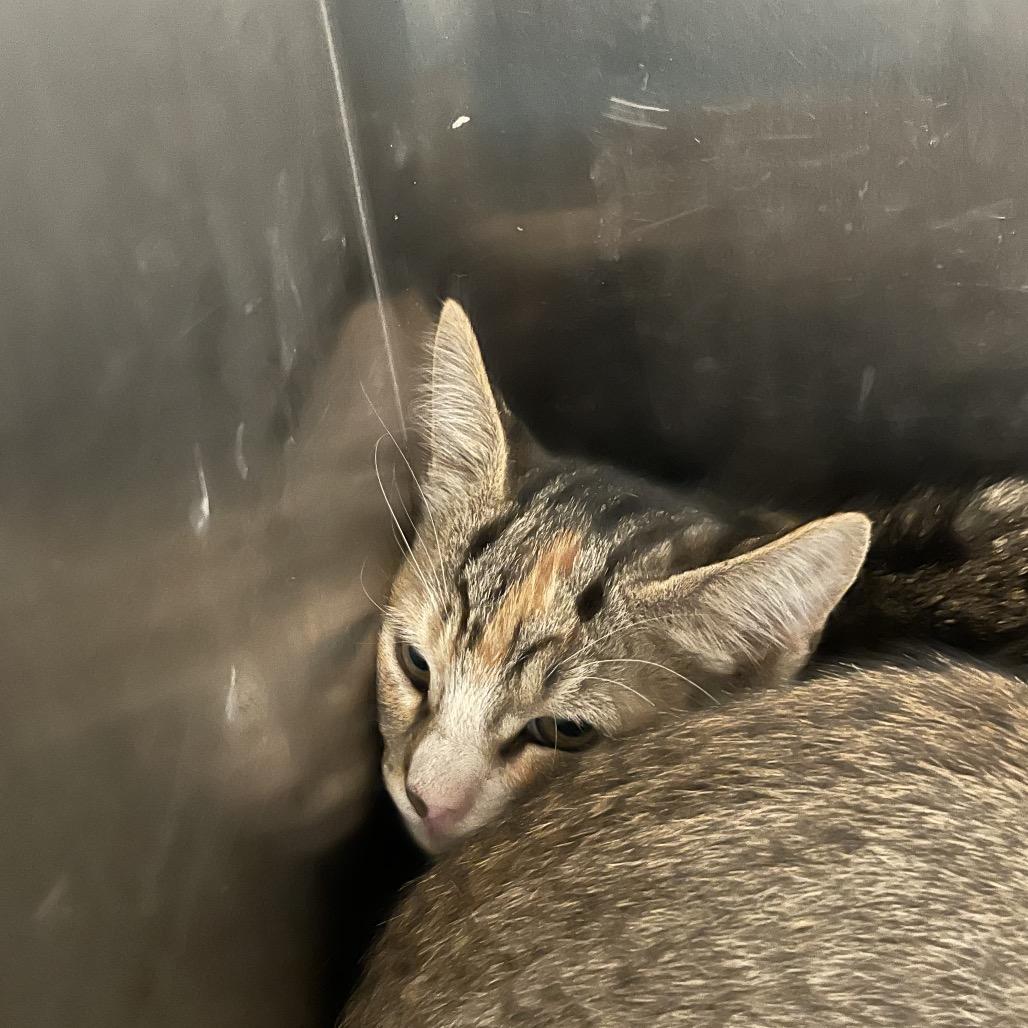 Enlarge Muenster, a Adoptable Domestic Short Hair in Port Charlotte, FL image 2/2