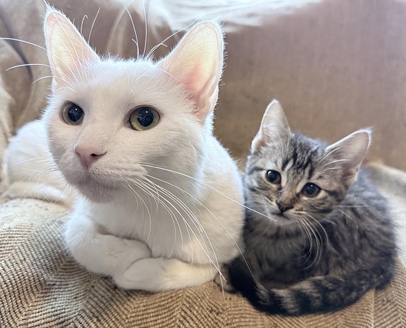 Duchess and Mike, a ADOPTABLE Domestic Short Hair in Chicago, IL image 1/6
