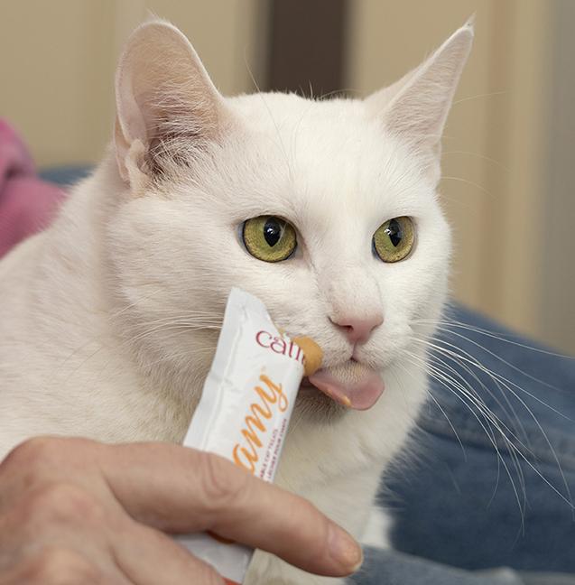 Duchess and Mike, a ADOPTABLE Domestic Short Hair in Chicago, IL image 5/6