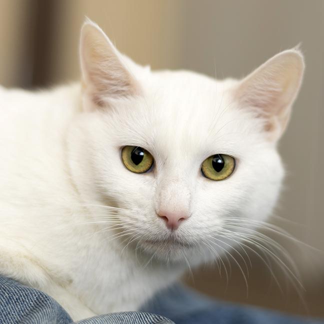 Duchess and Mike, a ADOPTABLE Domestic Short Hair in Chicago, IL image 3/6