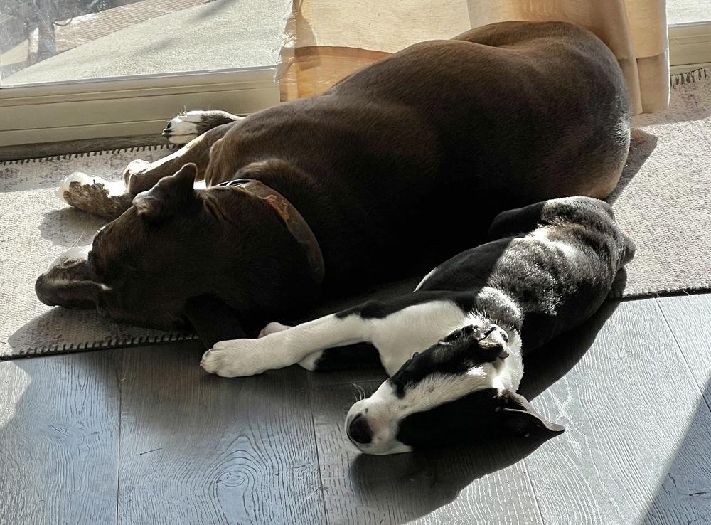 Chris, Adoptable, Puppy Male Labrador Retriever & Pit Bull Terrier.