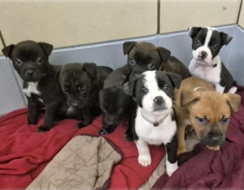 Chris, Adoptable, Puppy Male Labrador Retriever & Pit Bull Terrier.