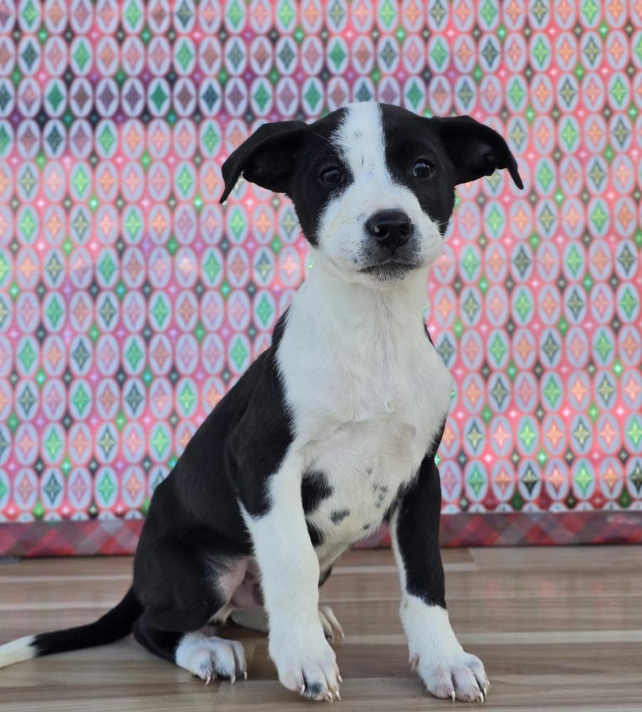 Enlarge Chris, a Adoptable mixed breed in Sedalia, CO image 2/6