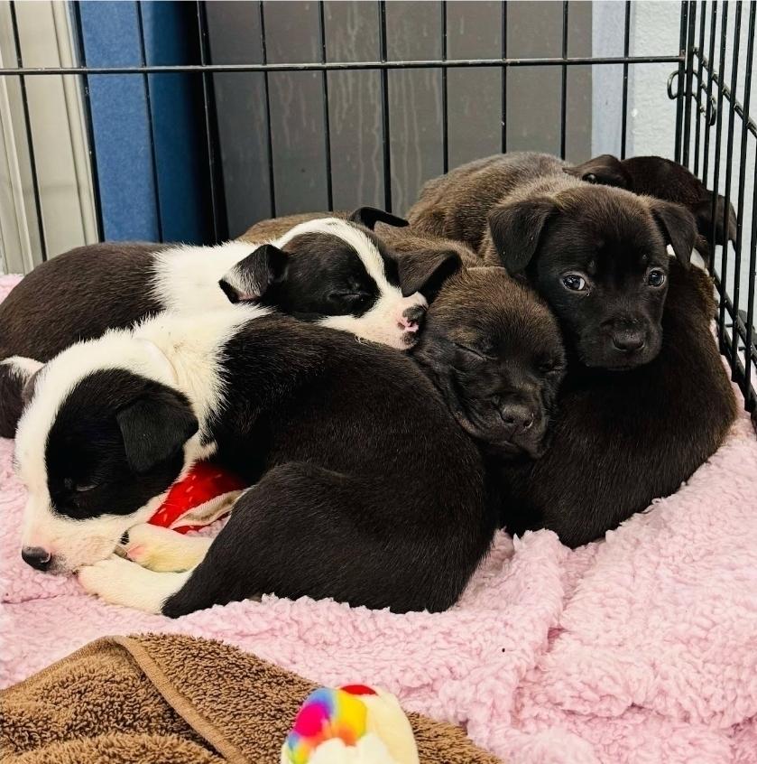 Enlarge Chris, a Adoptable mixed breed in Sedalia, CO image 3/6