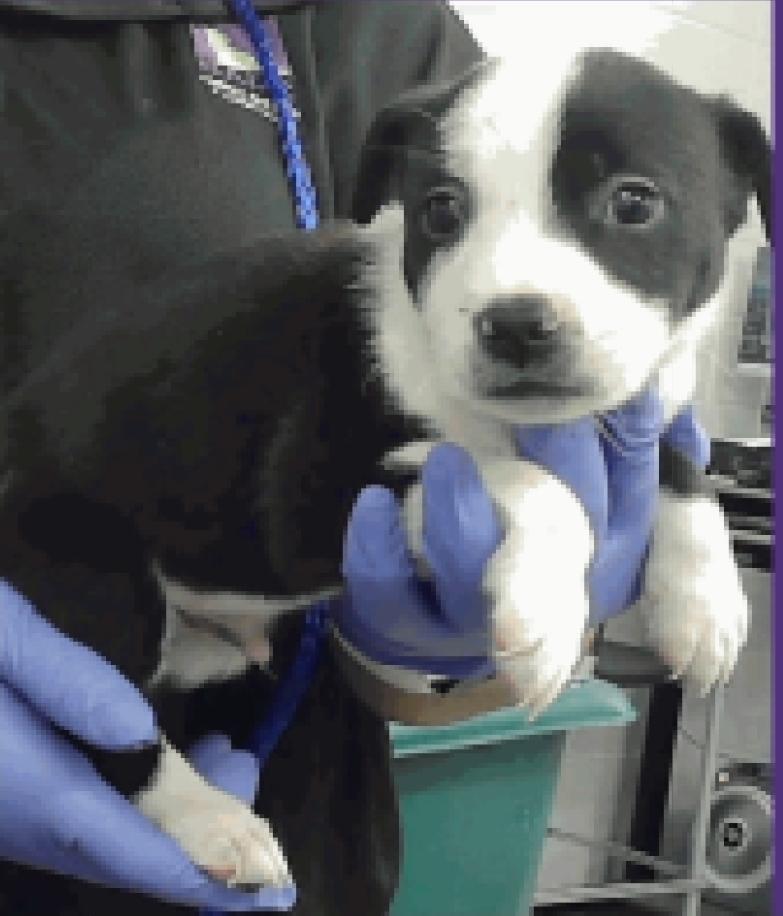 Enlarge Chris, a Adoptable mixed breed in Sedalia, CO image 4/6