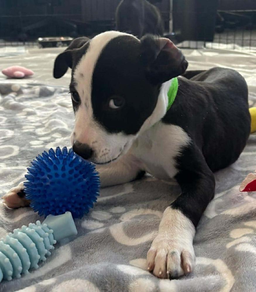 Enlarge Chris, a Adoptable mixed breed in Sedalia, CO image 6/6